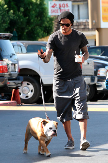 David Beckham walking in the street with his English Bulldog