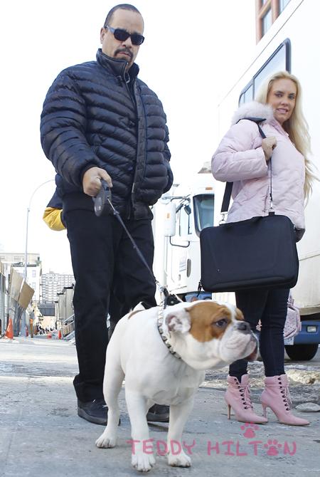 Ice-T walking in the street with his English Bulldog
