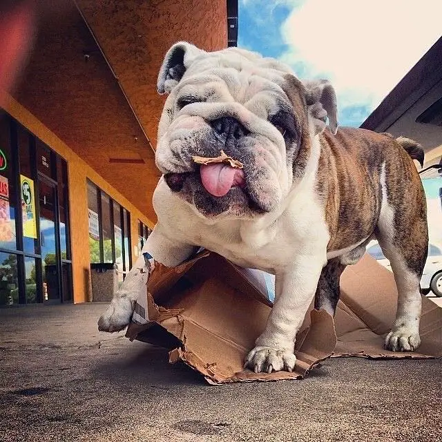 12+ Foods English Bulldogs Go Crazy For - The Paws