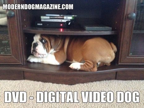 English Bulldog hiding under the dvd shelf photo with a text 