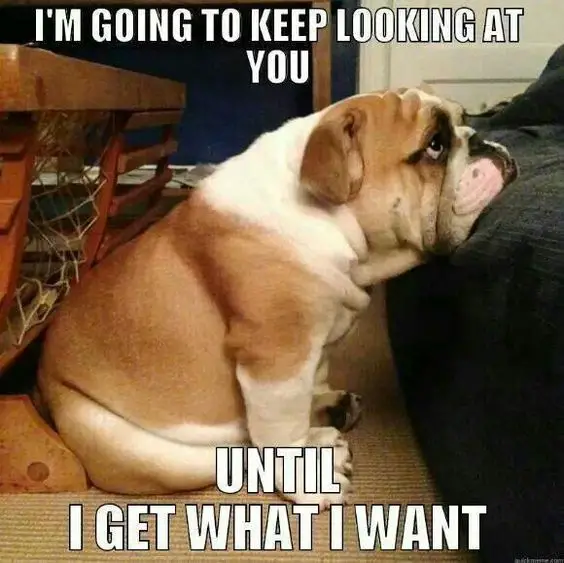 English Bulldog sitting on the floor with its begging face on top of the couch photo with a text 