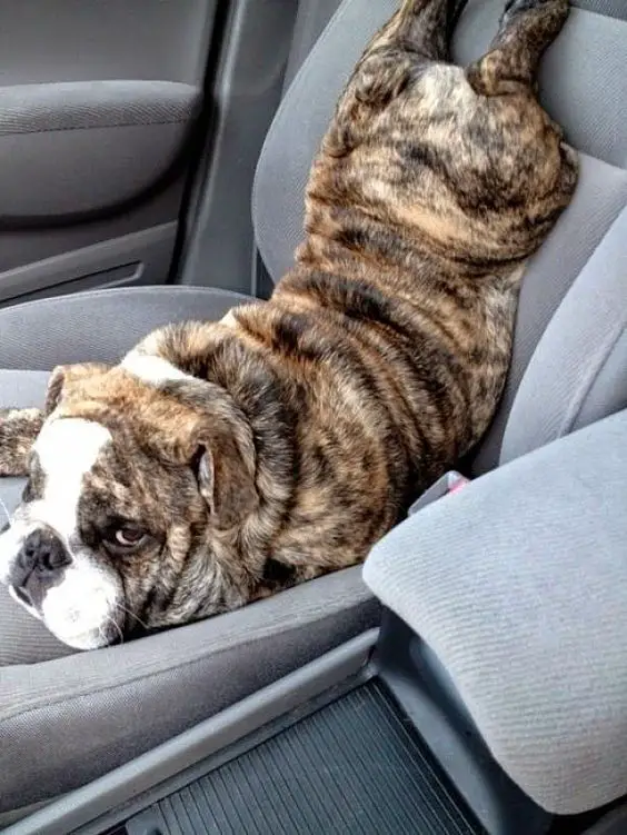 English Bulldog lying upside down on the passenger seat