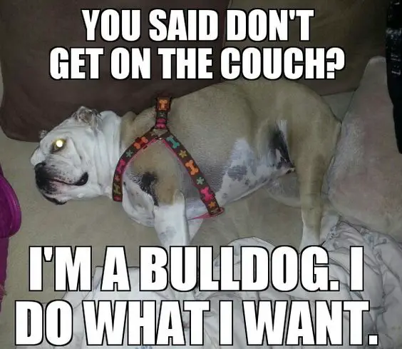 English Bulldog sleeping on the couch photo with a text 