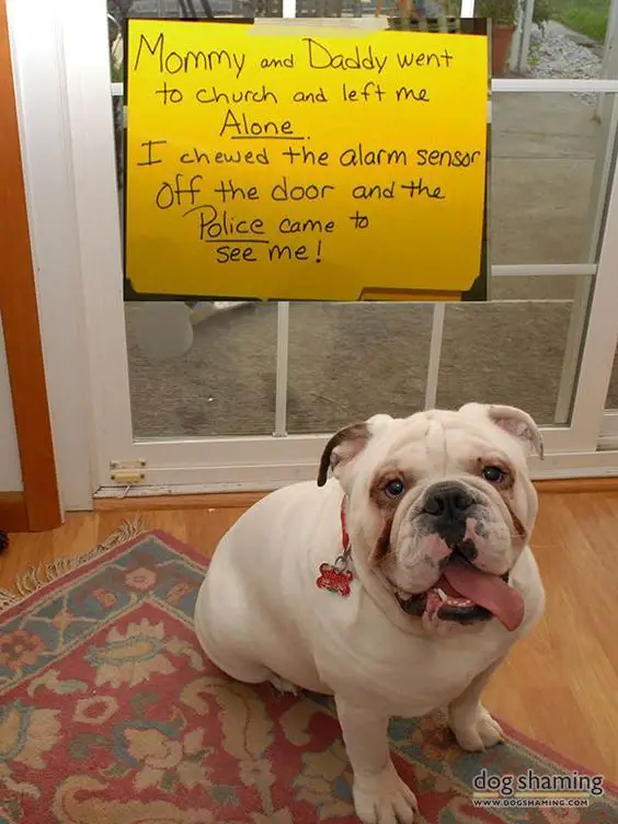 English Bulldog sitting on the floor with a paper stuck on the door with a message 