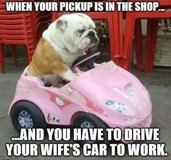 English Bulldog riding a car toy with its grumpy face photo with a text 