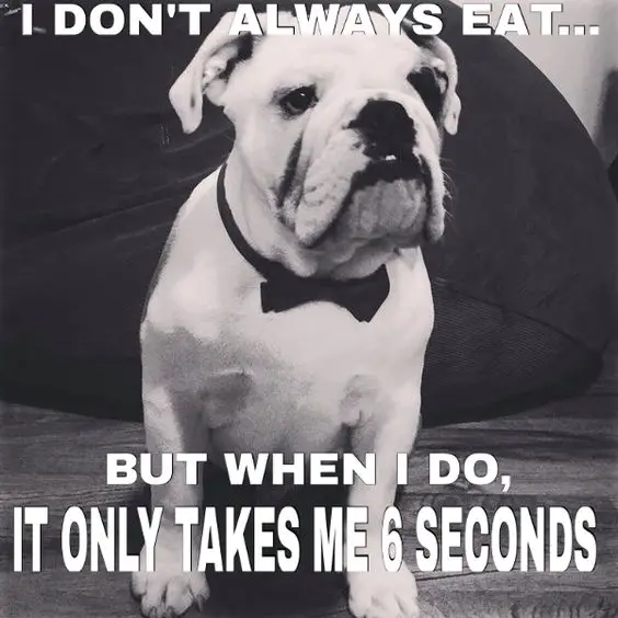 English Bulldog sitting on the couch photo with a text 