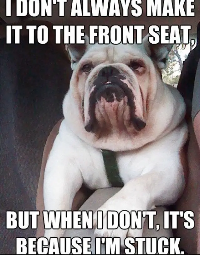 English Bulldog inside the car with its grumpy face photo with a text 