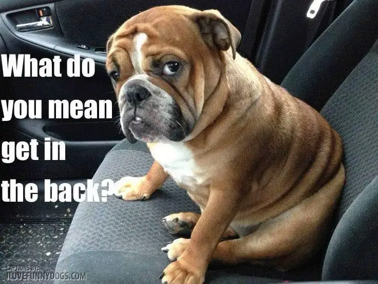 English Bulldog sitting on the passenger seat with its sad face photo with a text 