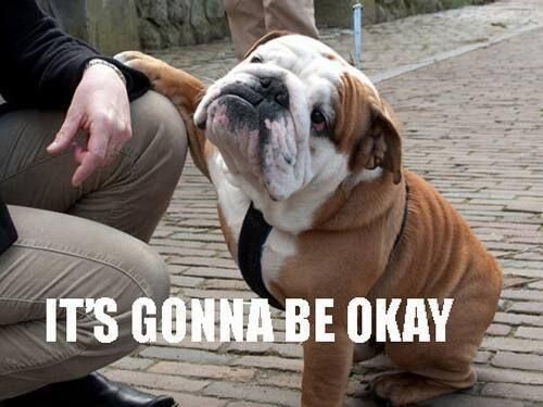 English Bulldog putting its paws on the knee of a person photo with a text 
