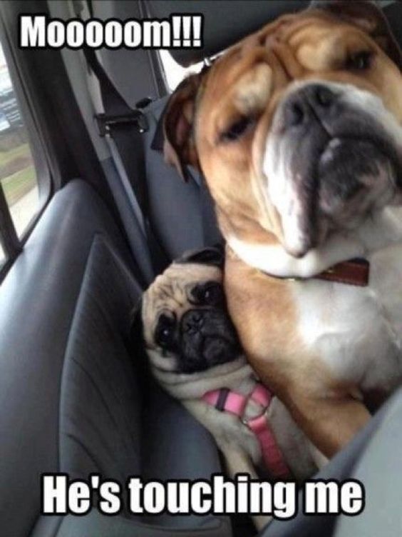 English Bulldog sitting beside a squished against he car door pug photo with a text 