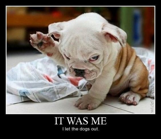 English Bulldog puppy raising its arms with its guilty face photo with caption 