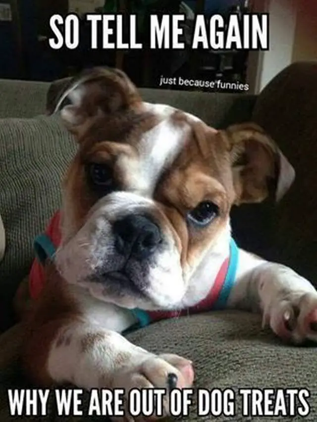 English Bulldog puppy on the couch staring while tilting its head photo with a text 