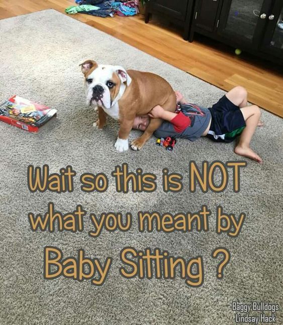 English Bulldog sitting on the face of a kid photo with a text 