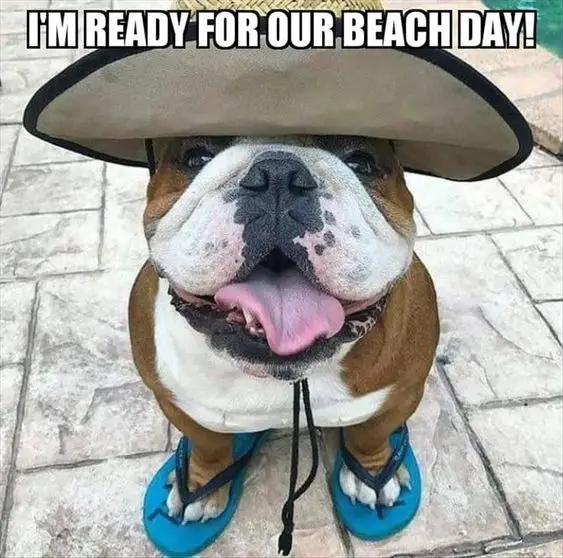 English Bulldog wearing a summer hat and slipper while smiling photo with a text 