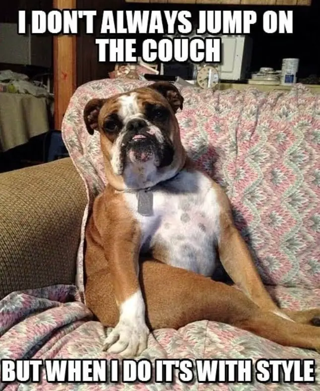 English Bulldog sitting like a person in the couch photo with a text 