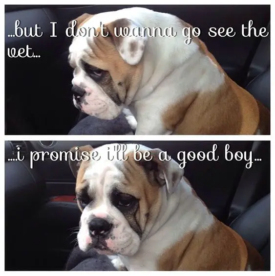 collage photo of a sad English Bulldog with a text 