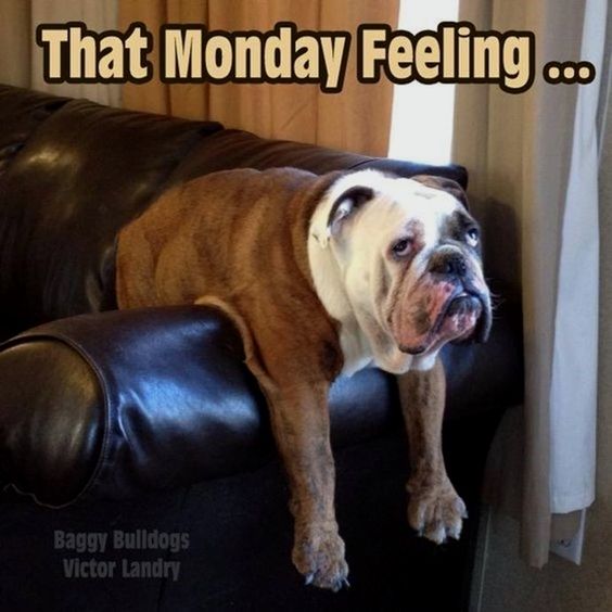 English Bulldog on the couch with its arms hanging from the arms of the couch and its face with a grumpy expression photo with a text 
