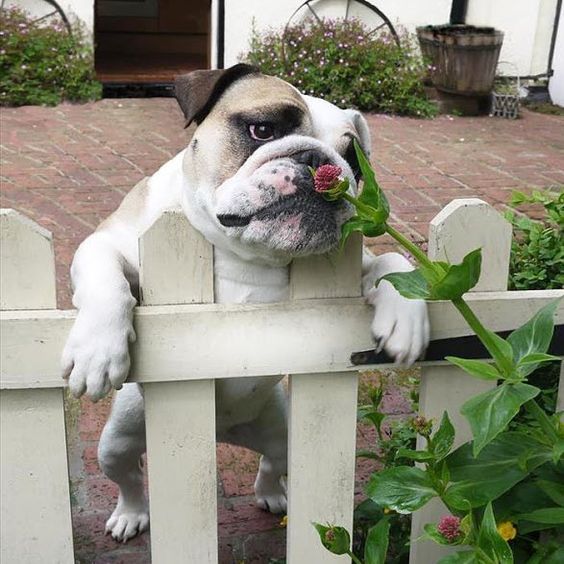 English Bulldog standing up behind the fence while smelling the flowers
