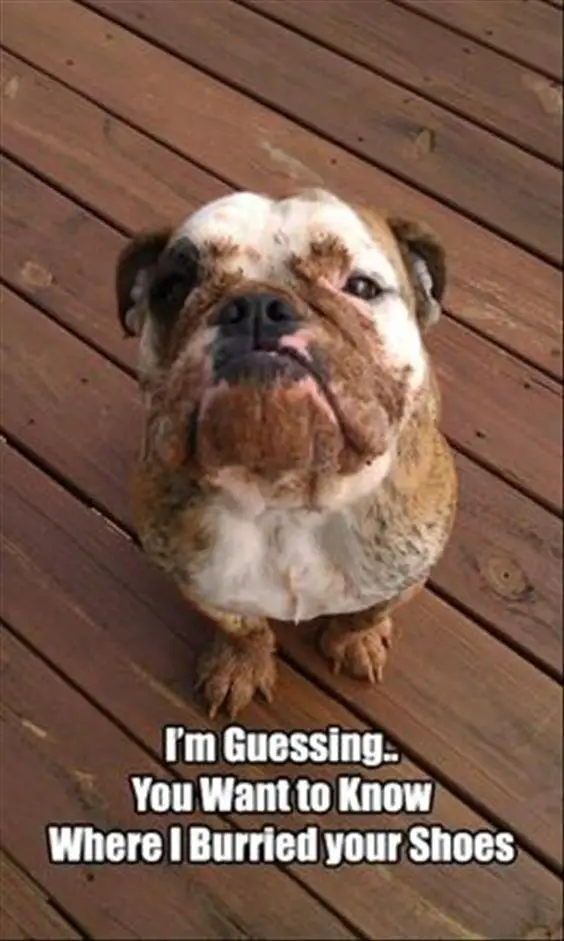 dirty with mud English Bulldog sitting on the wooden floor while looking up photo with a text 