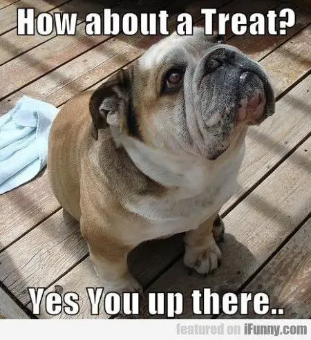 English Bulldog sitting on the wooden floor while looking up with its begging face photo with a text 