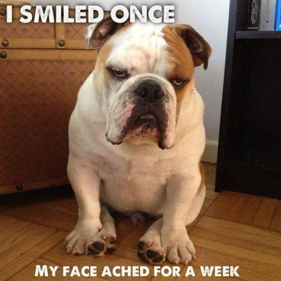 English Bulldog sitting on the floor with a grumpy face photo with a text 