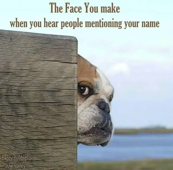 English Bulldog looking from behind the wooden wall photo with a text 