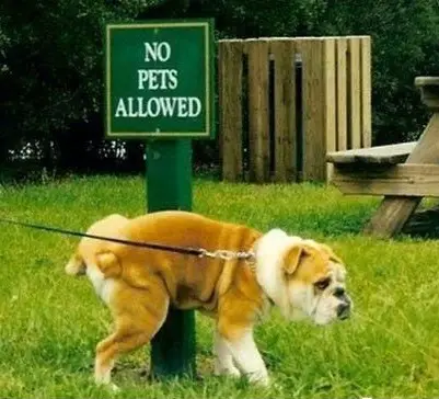 English Bulldog peeing on the sign that says 