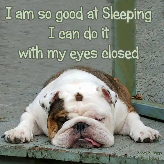 English Bulldog lying down flat on the wooden floor photo with a text 