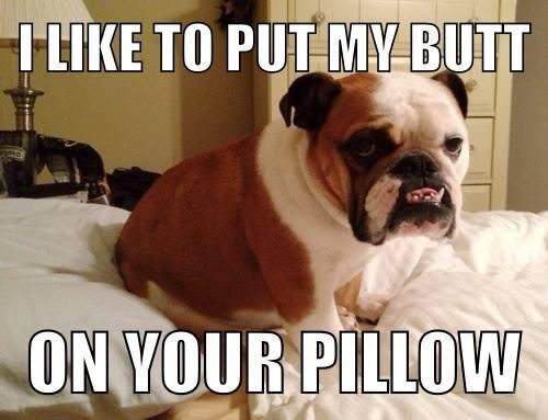 English Bulldog sitting on top of the pillow with a text 