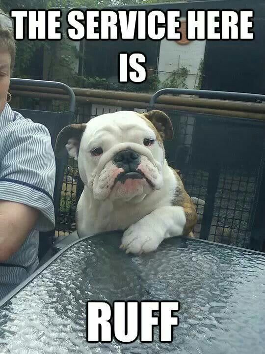 English Bulldog sitting across the table with its curious face photo with a text 