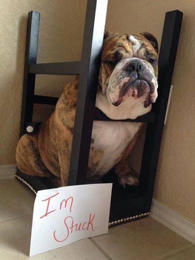English Bulldog sitting in an upside down chair with paper that says 