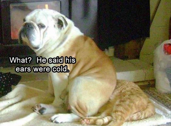 English Bulldog sitting with its butt on top of a cat photo with a text 