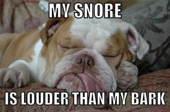 English Bulldog sleeping on the couch with is tongue out photo with a text 