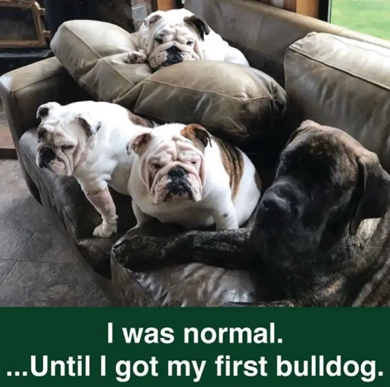 three English Bulldog sitting on top of the couch photo with a text 