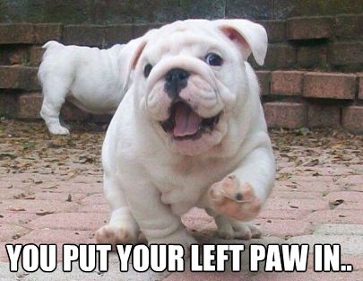 English Bulldog happily running photo with a text 