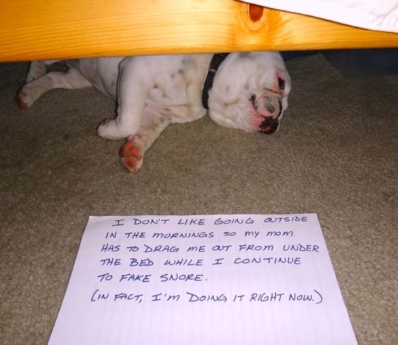 English Bulldog under the bed lying on its side with a note that says 