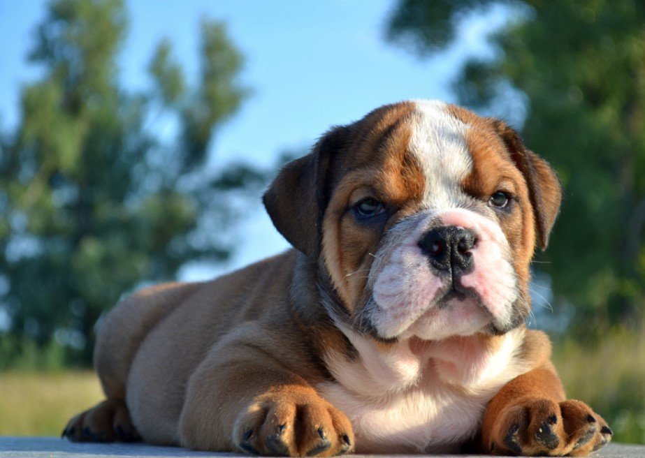10+ Best English Bulldog Names The Paws