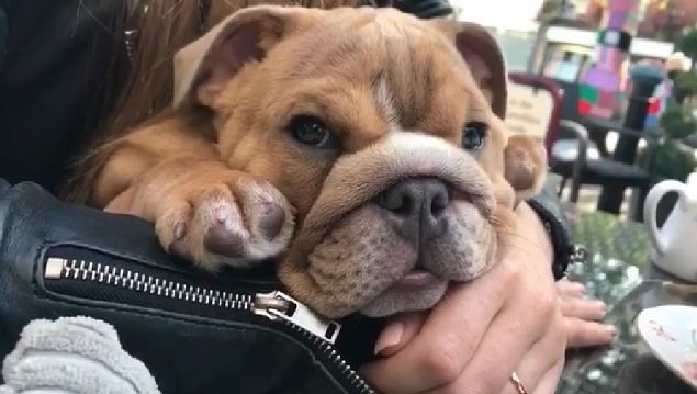 famous english bulldog instagram