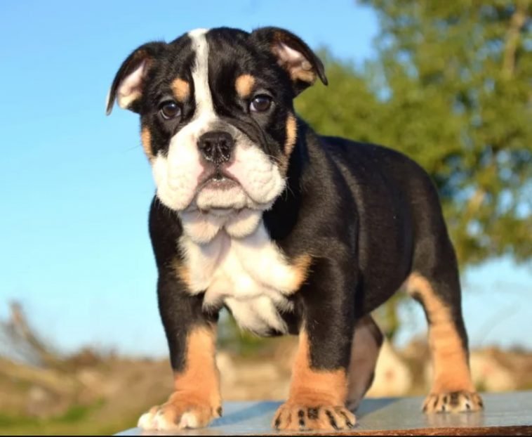 10+ Best English Bulldog Names The Paws