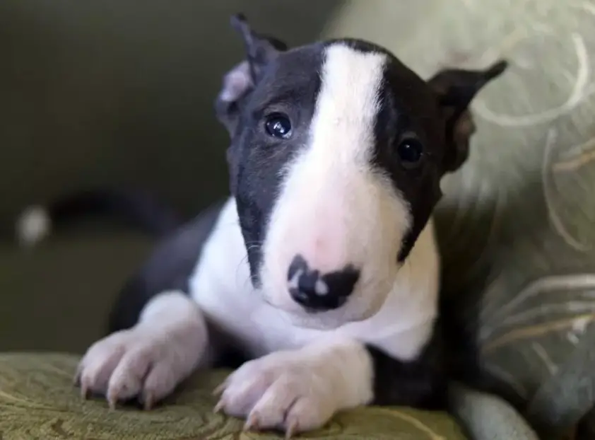 Top 100 Female English Bull Terrier Puppy Names The Paws