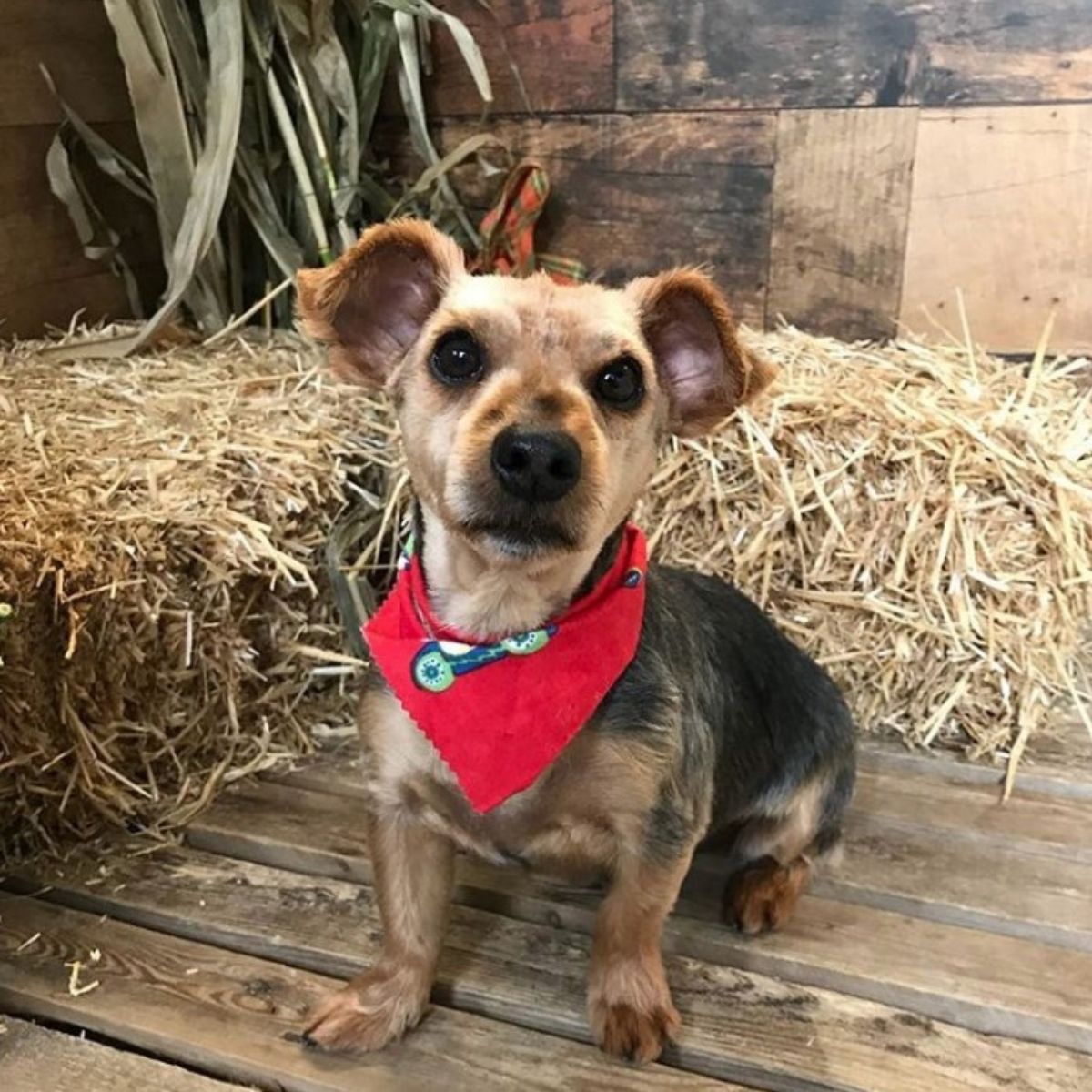 14 Yorkies Mixed With Jack Russell Terrier The Paws
