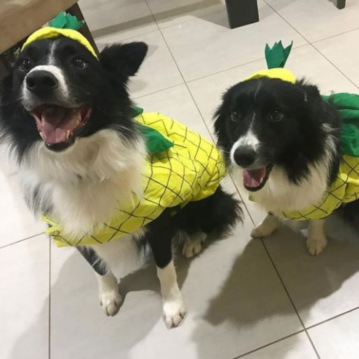 border collie costume