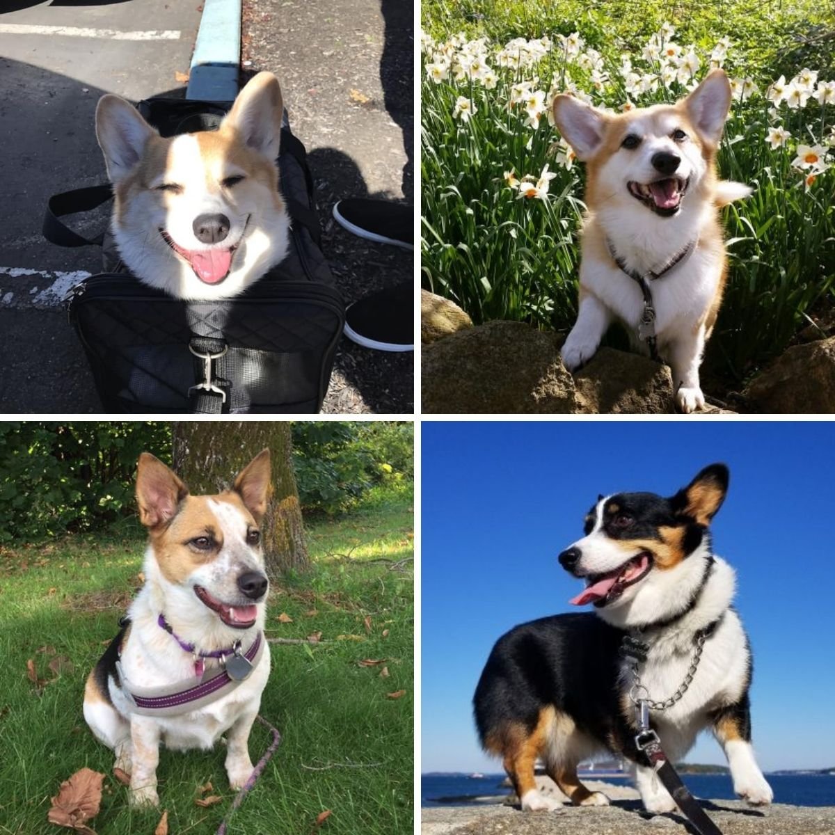 Names The Ultimate List! (40+ Great Dog Names) The Paws