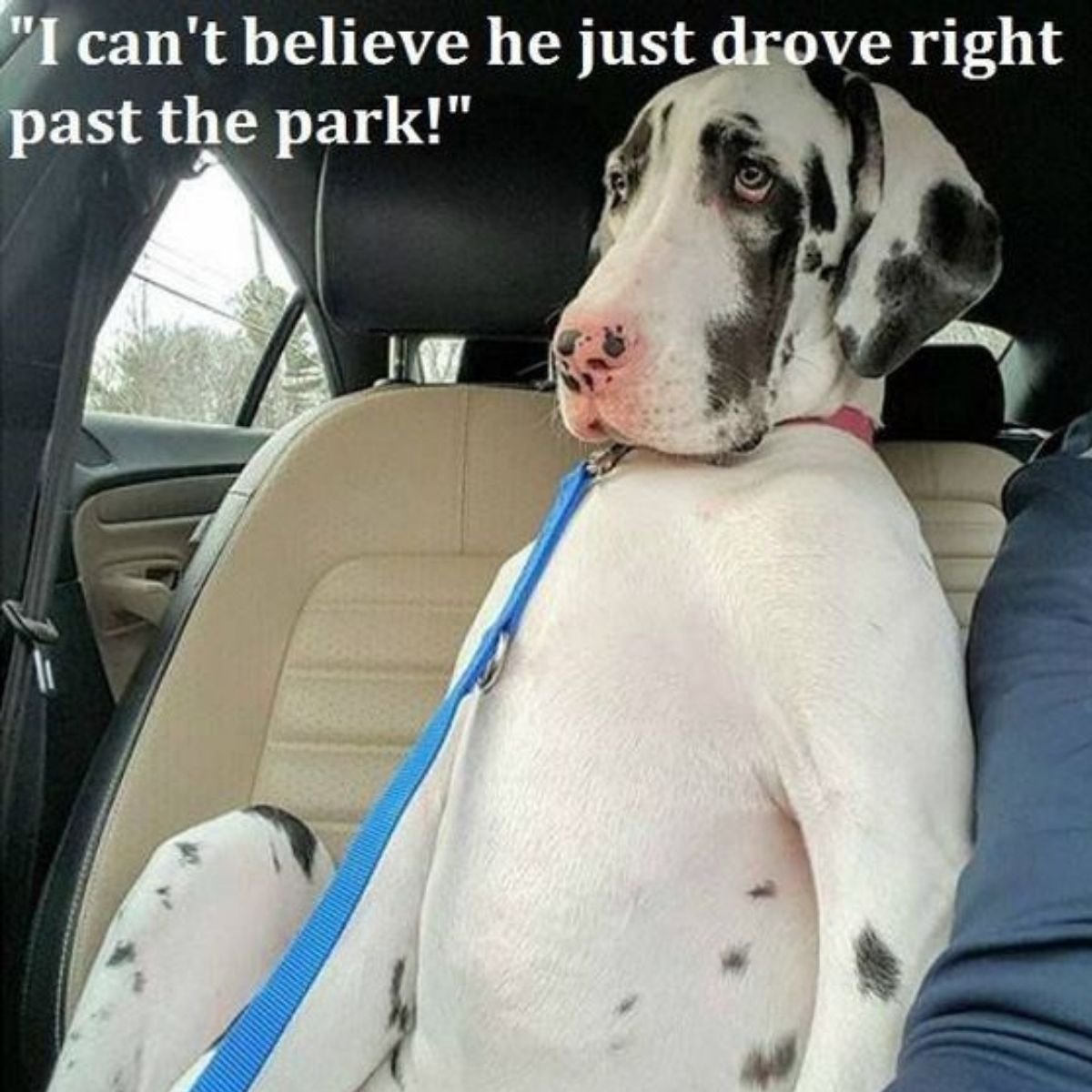 20 Best Great Dane Memes of All Time The Paws