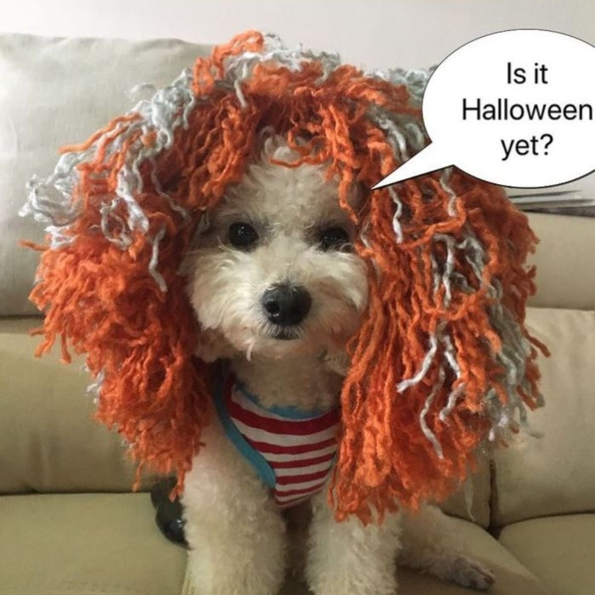 18 Trendy Poodle Halloween Costumes The Paws