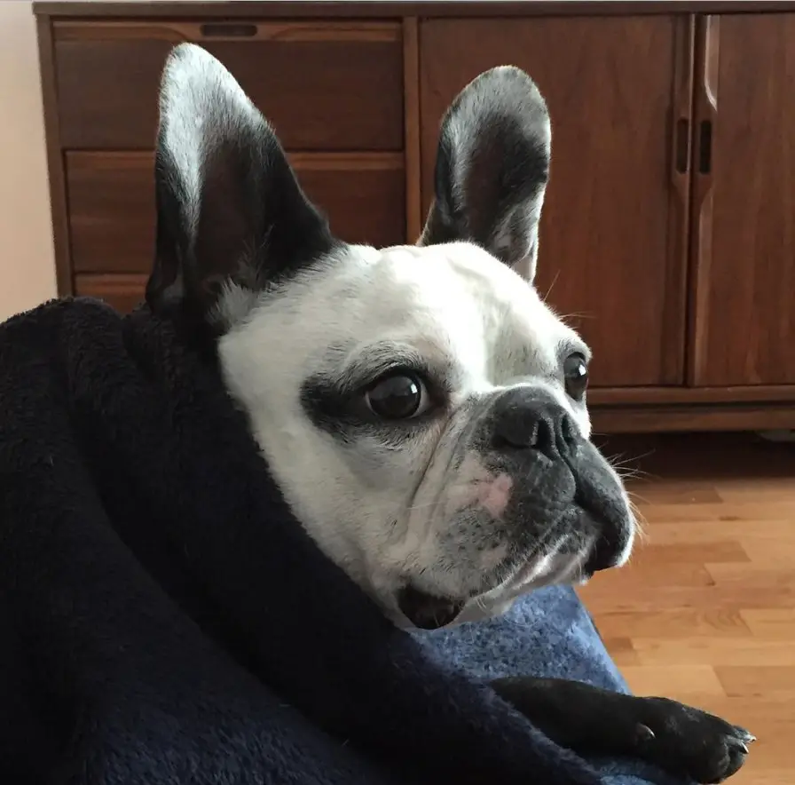 A French Bulldog snuggled in blanket while lying on the couch