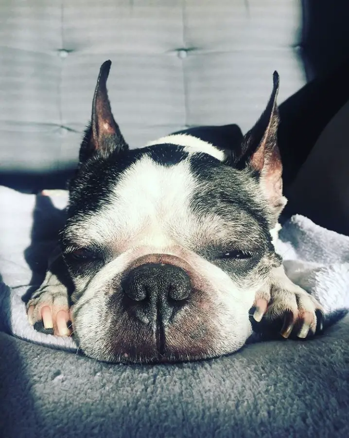 A French Bulldog sleeping on top of the couch