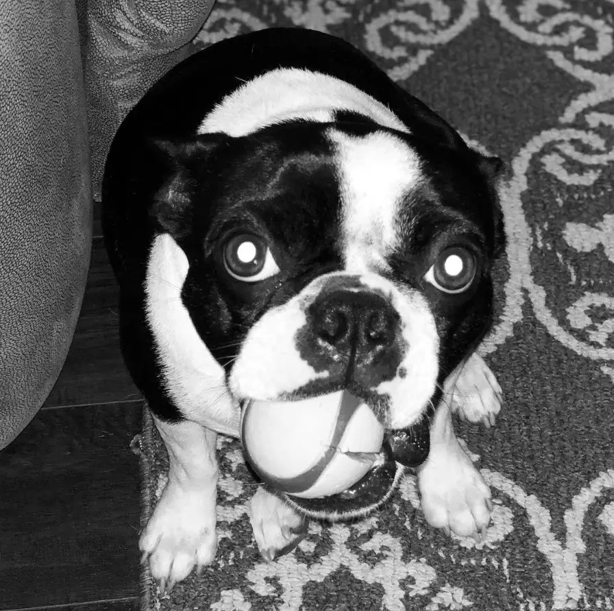 A black and white photo of a French Bulldog sitting on the carpet