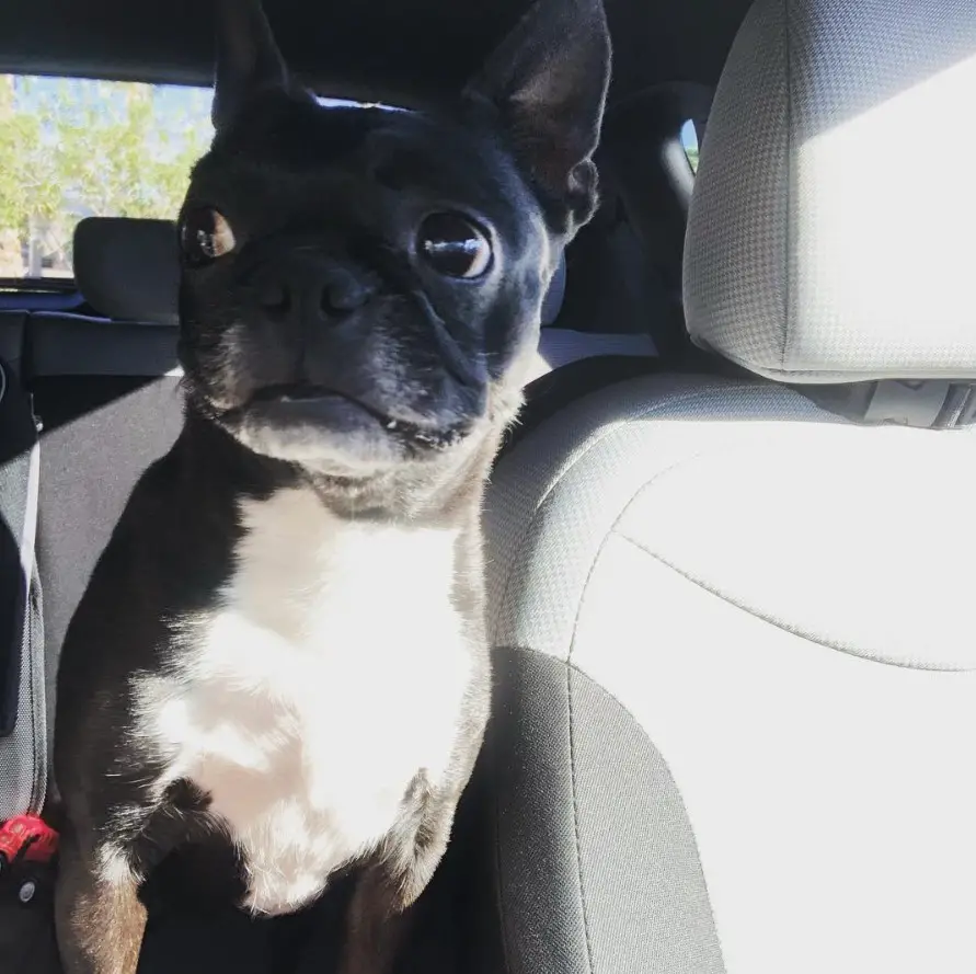 A French Bulldog sitting in the backseat