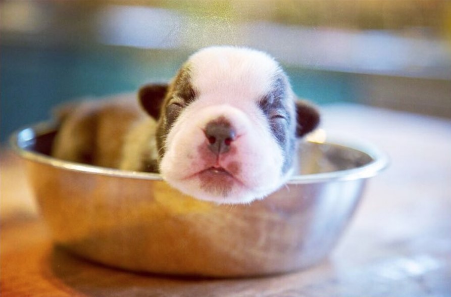 A French Bulldog puppy sleeping in a bowl